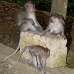 monkey_macaque_balinese_mf_ubud_v_0865_bal4577.jpg